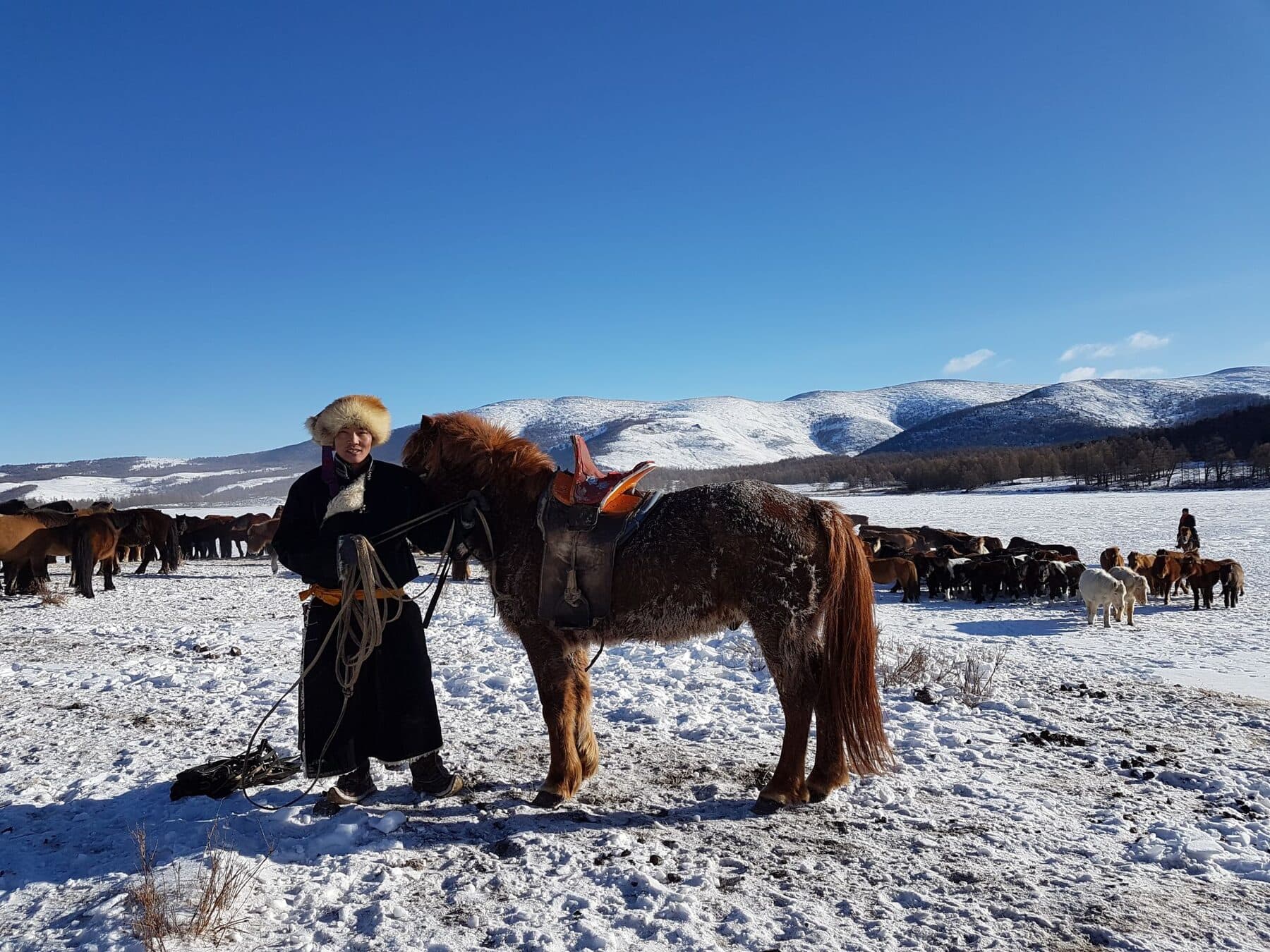 A herder in a deel with a saddled horse, herds and snowy mountains behind