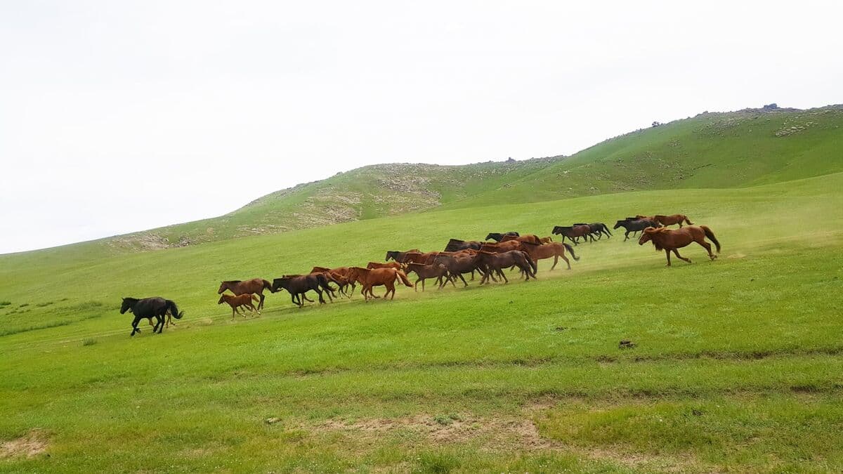 A herd of horses galloping up a green hill