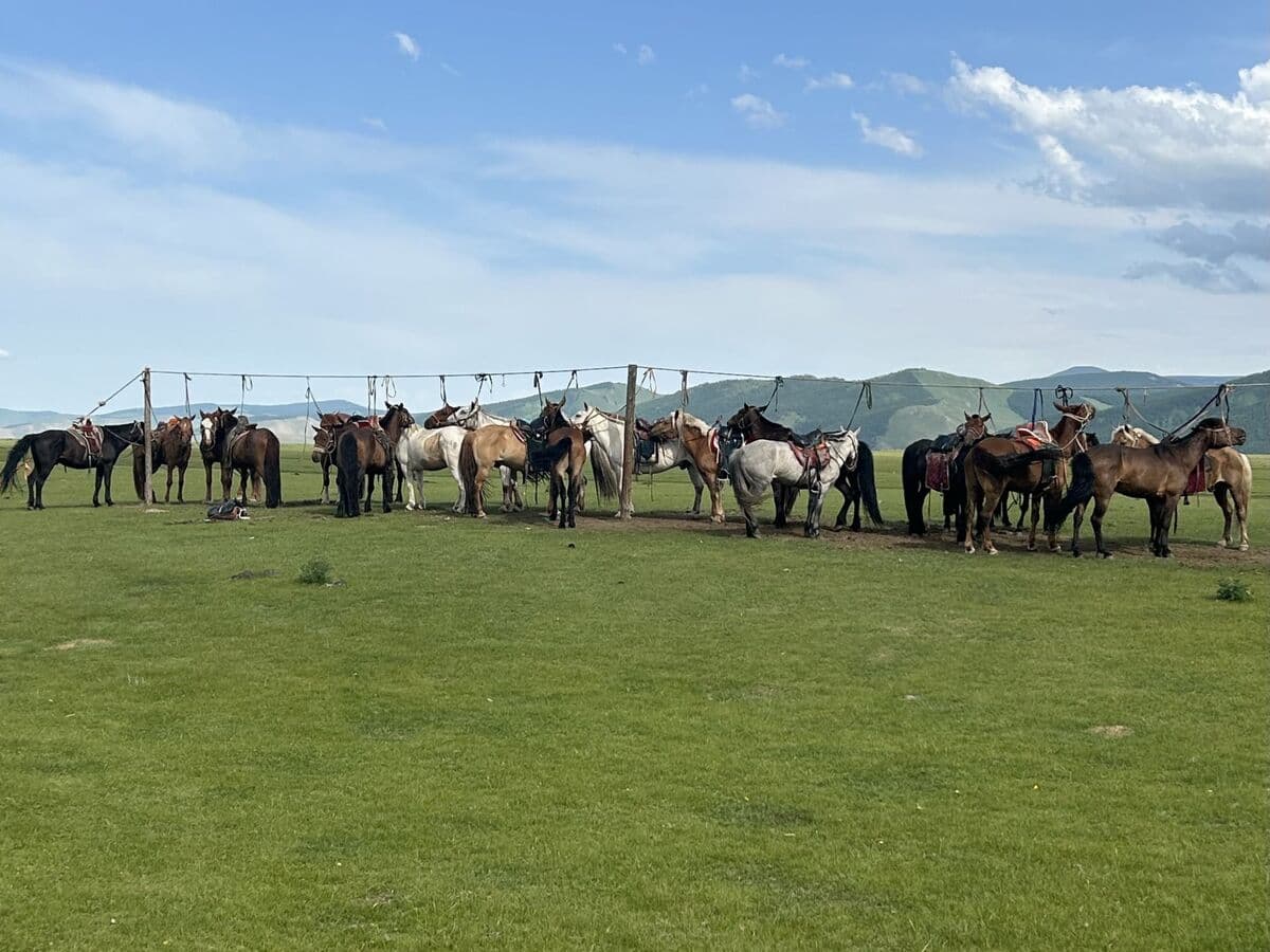 Saddled horses tied at a horse line